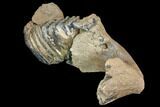 Southern Mammoth Partial Mandible with M Molar - Hungary #149835-6